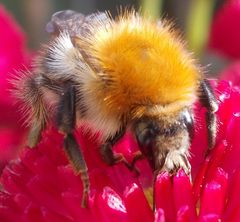 Bombus pascuorum