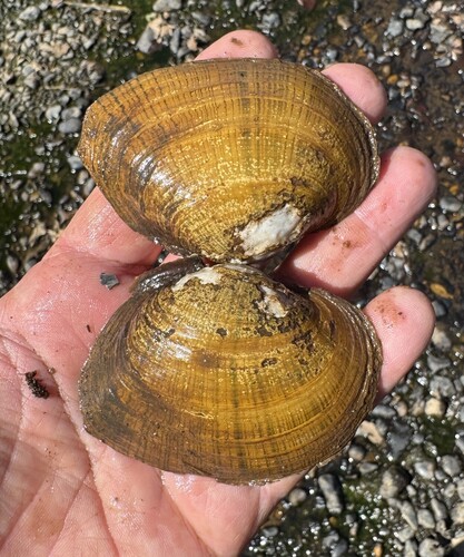 Lampsilis fasciola, 2026-09-28