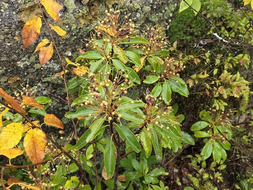 mountain laurel