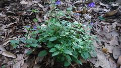 Scutellaria dumetorum