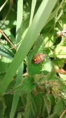 Dolycoris baccarum