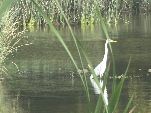 Great Egret
