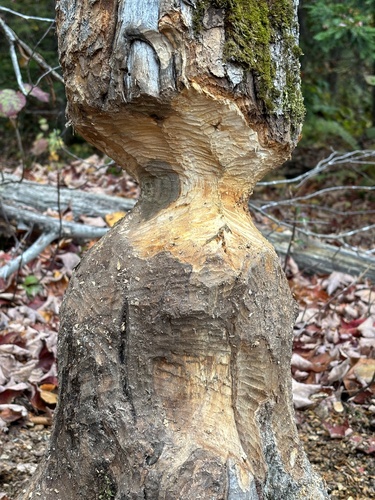 American Beaver