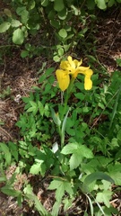 Iris pseudacorus