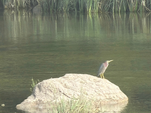 Green Heron
