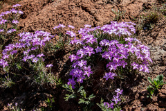 Phlox sibirica