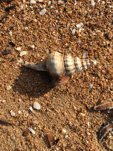 Fusinus australis, 2026-09-30