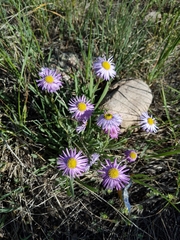 Erigeron vetensis