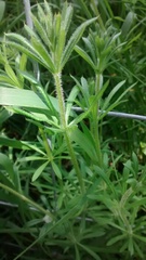 Galium aparine