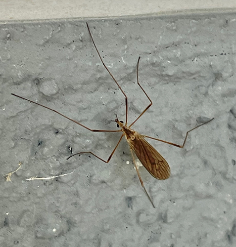 Symplecta pilipes