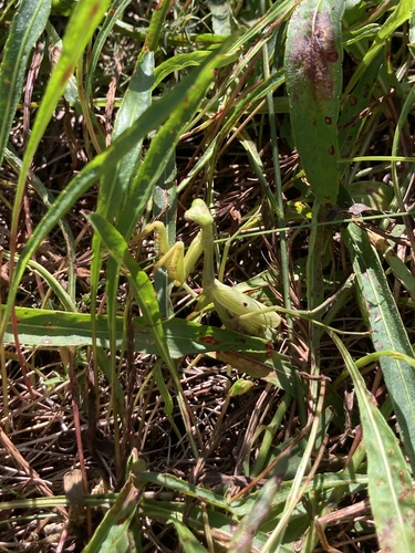 Carolina Mantis
