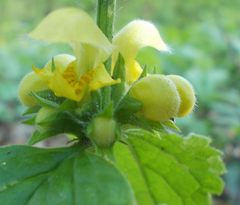 Lamium galeobdolon argentatum