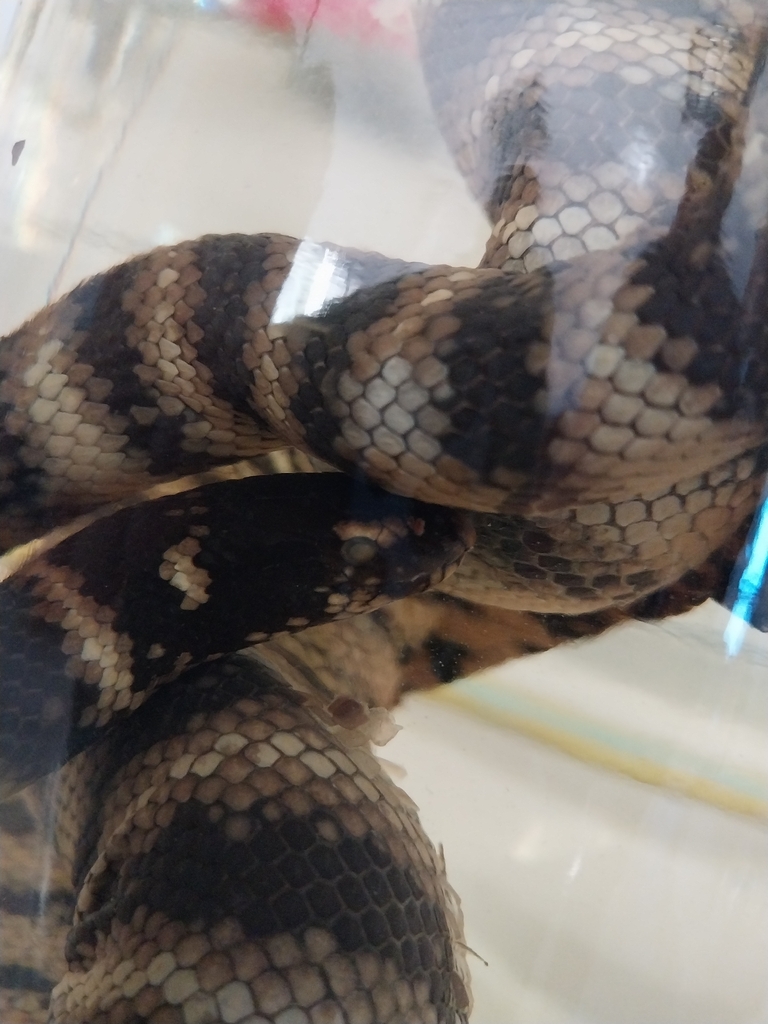 Laboute's sea snake