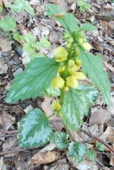 Lamium galeobdolon argentatum
