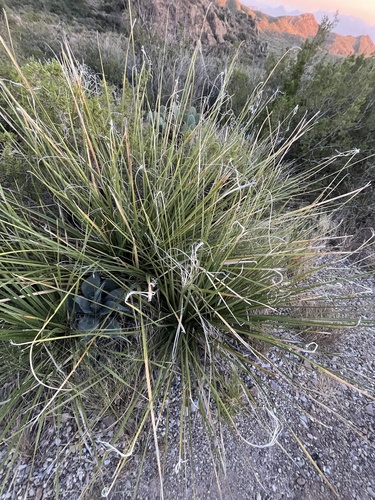 Foothill Beargrass