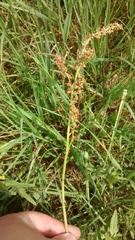 Rumex acetosa