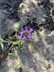 Monardella sinuata nigrescens