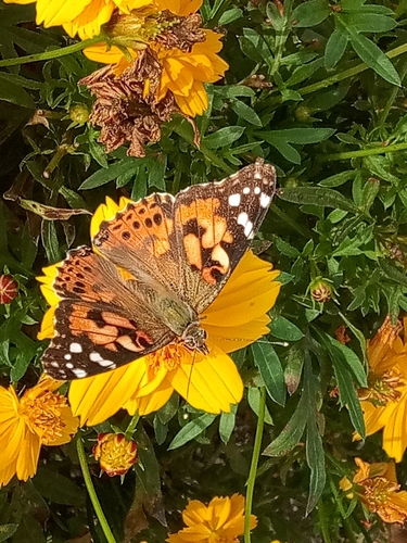 Painted Lady