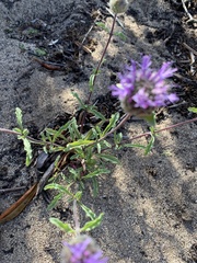 Monardella sinuata nigrescens