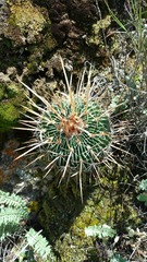 Echinofossulocactus crispatus