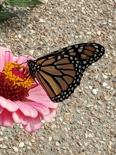 Monarch