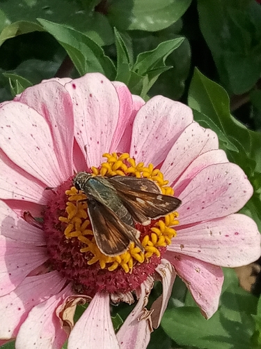 Huron Skipper