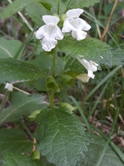 Stachydeae