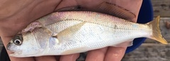Genyonemus lineatus