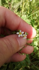 Linum catharticum