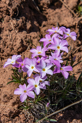 Phlox sibirica