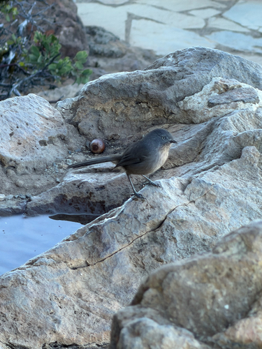 Wrentit
