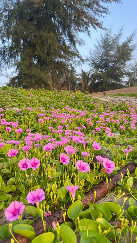 Beach Morning Glory