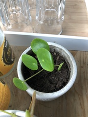 Pilea peperomioides