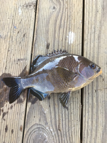 Black Surfperch