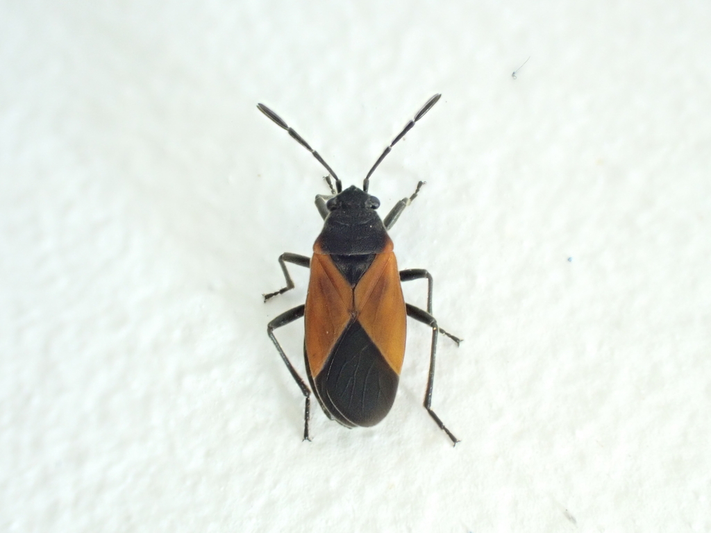 Melanopleurus barrerai