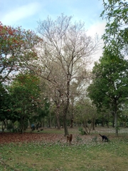 Tabebuia heterophylla