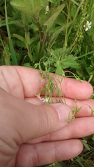 Linum catharticum