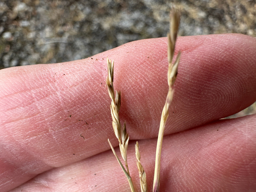Sporobolus vaginiflorus, 2026-09-29