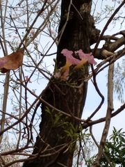Tabebuia heterophylla