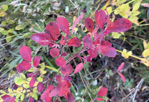 Vaccinium deliciosum observed 2026-09-28