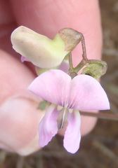 Dolichos hastiformis