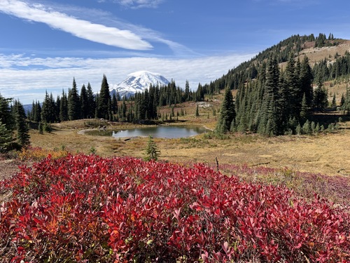 Vaccinium deliciosum observed 2026-09-28