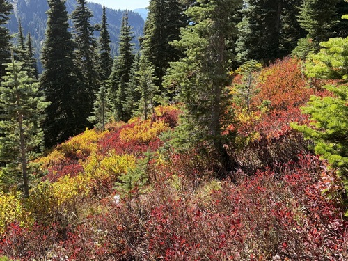Vaccinium deliciosum observed 2026-09-28
