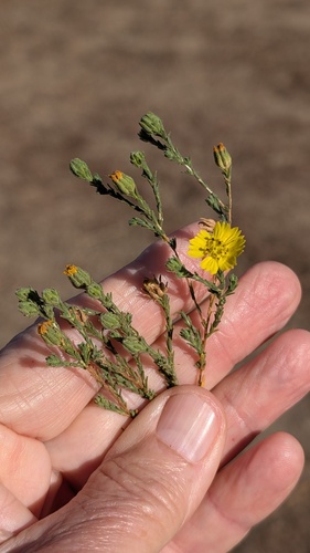 San Diego Tarweed