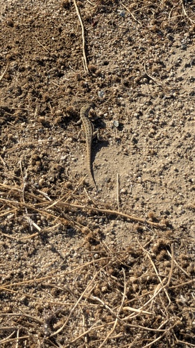 Western Side-blotched Lizard
