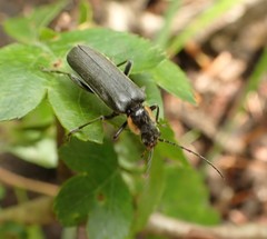 Cantharis obscura