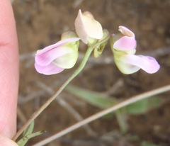 Dolichos hastiformis