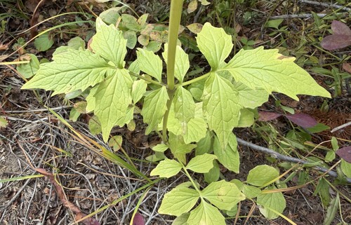 Valeriana sitchensis, 2026-09-28