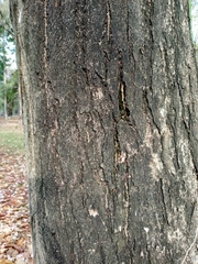 Tabebuia heterophylla