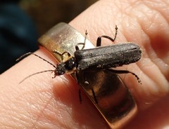 Cantharis obscura
